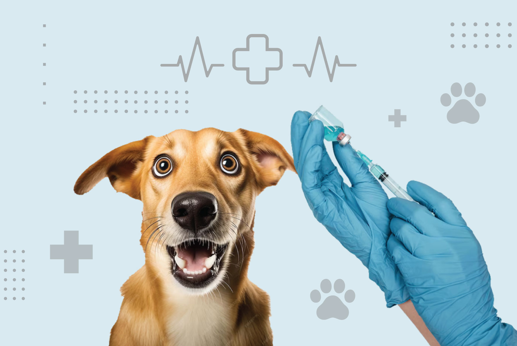 Vaccinare-catei-Hompage