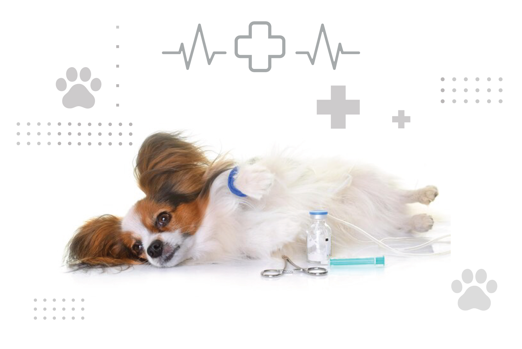 Cover-semne-durere-caini